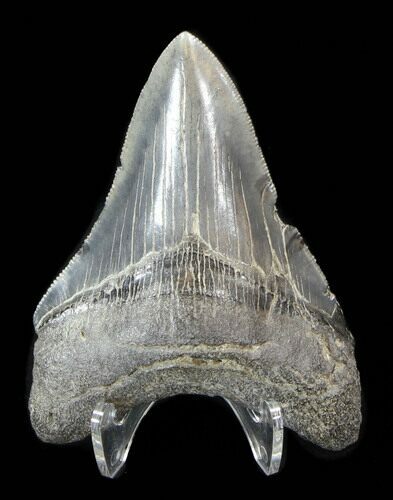 Serrated, Megalodon Tooth - Glossy Enamel #38741